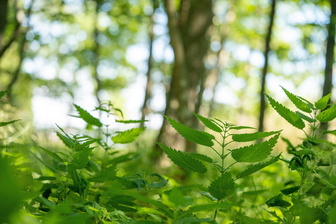 化学的な香りを控える選択